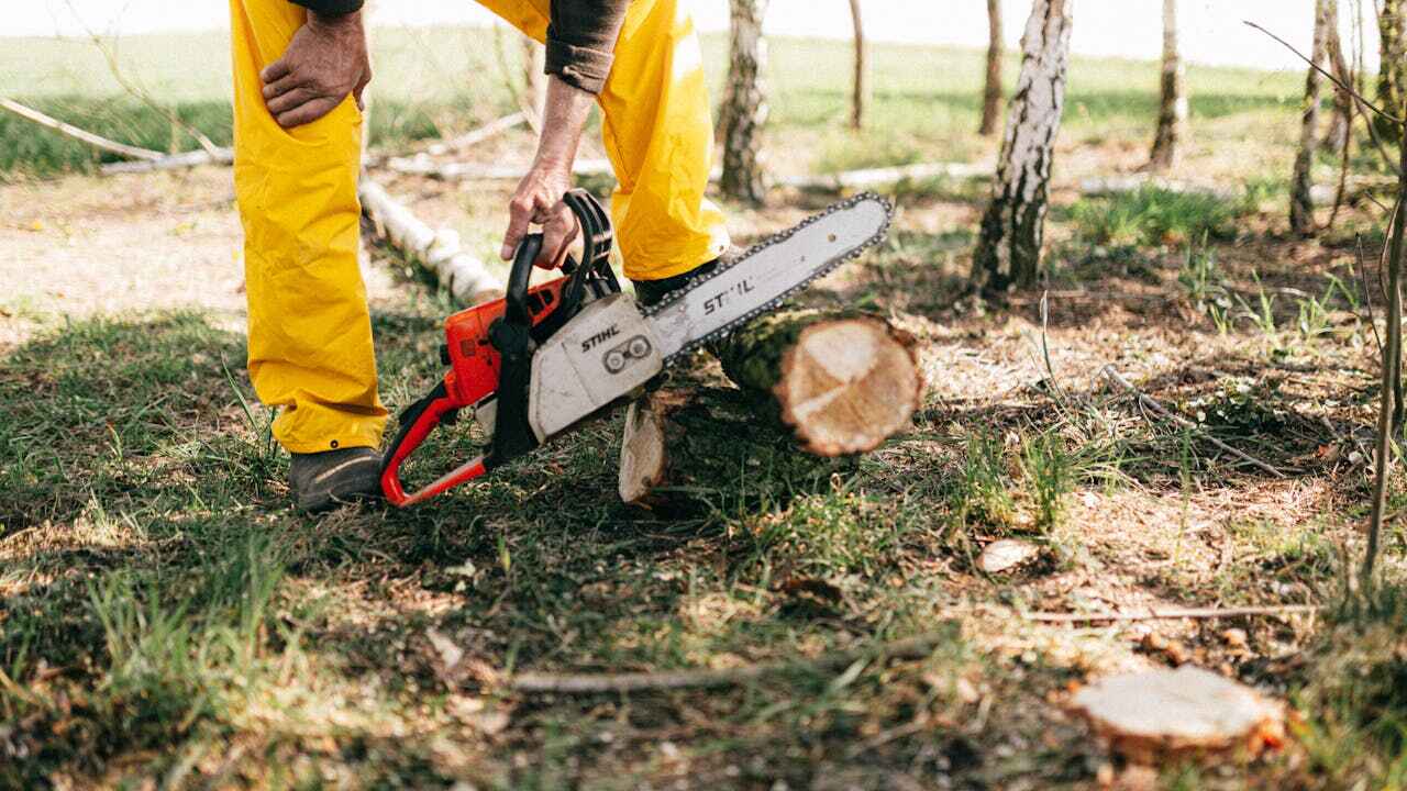 Best Tree Root Removal  in USA